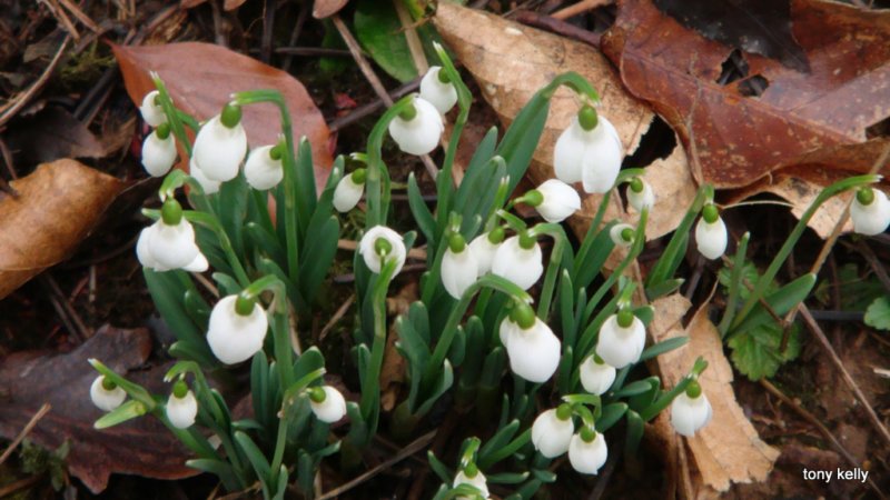 snowdropsweekendjan2009017.jpg