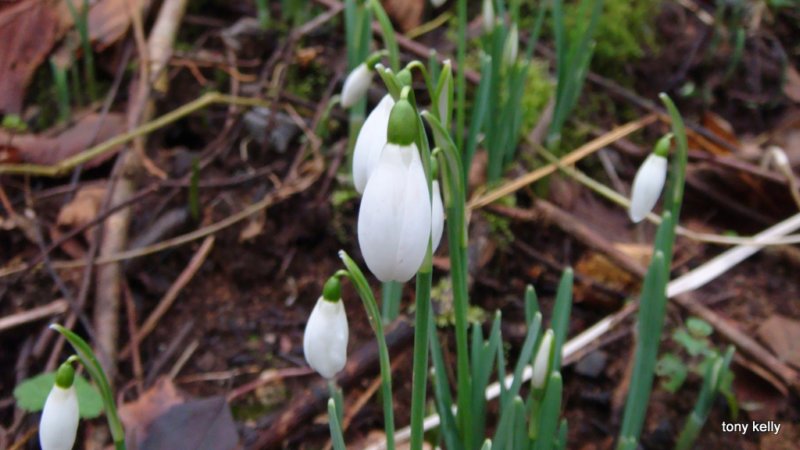 snowdropsweekendjan2009034.jpg