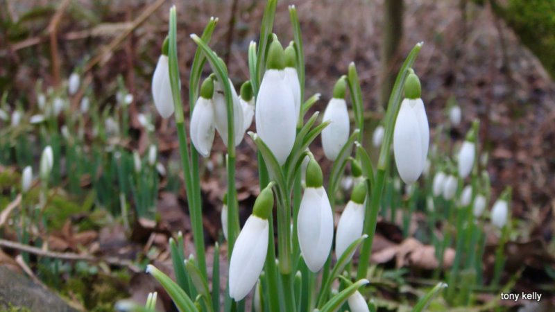 snowdropsweekendjan2009044.jpg