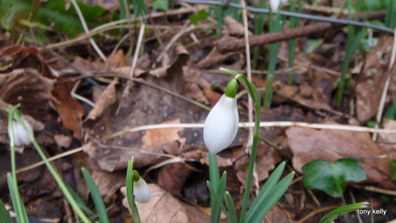snowdropsweekendjan2009095.jpg