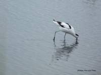 browsea island August 2009