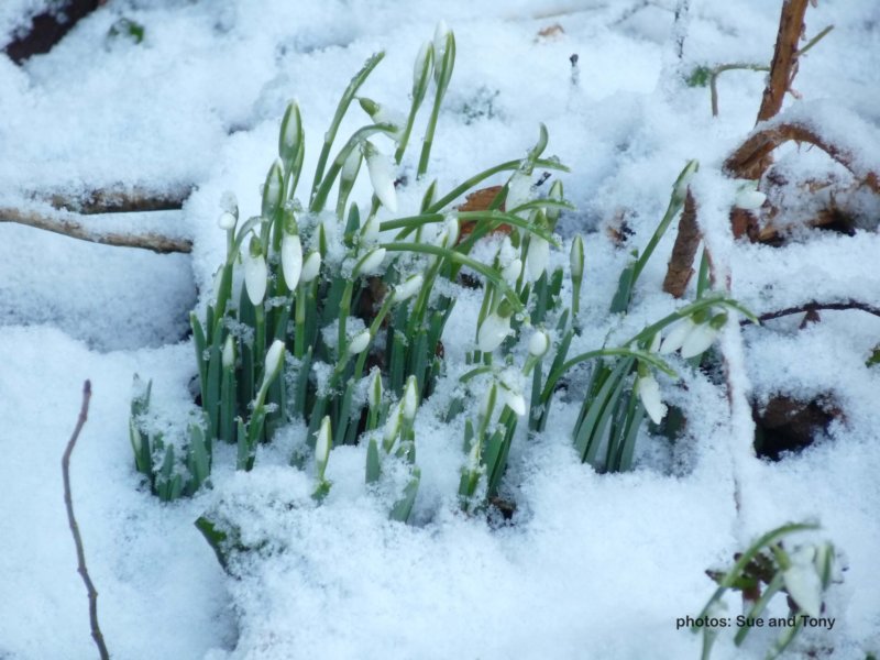 snowdrops2010_0023.jpg