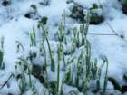 snowdrops2010_0028_small.jpg