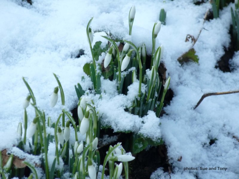 snowdrops2010_0029.jpg