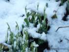 snowdrops2010_0029_small.jpg