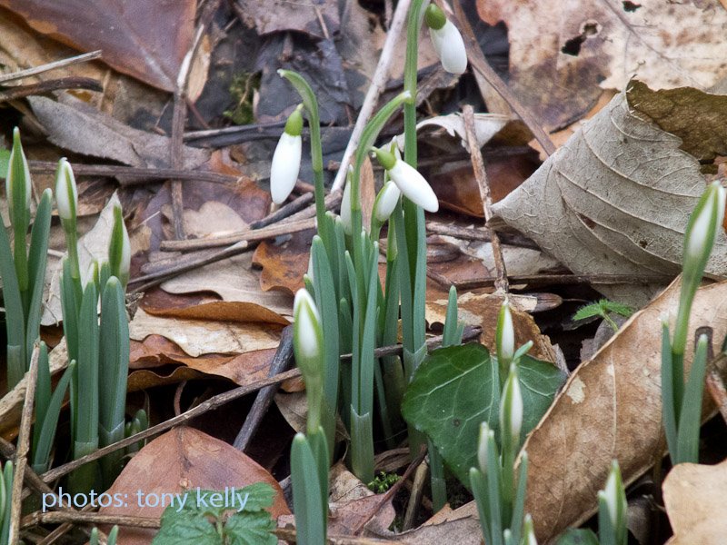 snowdrops2011010.jpg