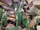 snowdrops2011010_small.jpg