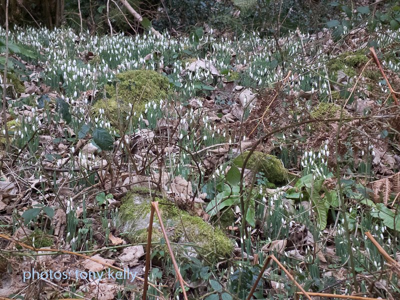 snowdrops2011018.jpg