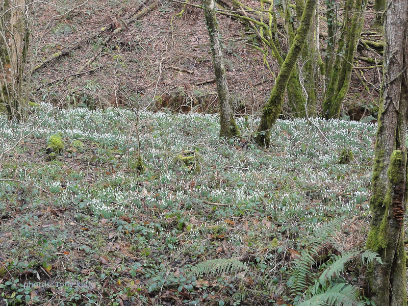 DSC04567.jpg - a think carpet of snowdrops greeted on our arival in the Valley