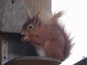 Brownsea201207-30