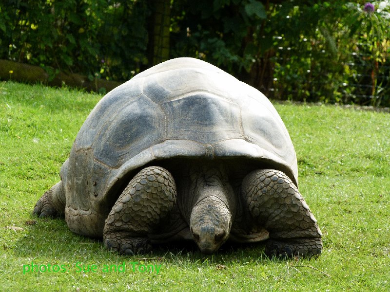 untitled_shoot-1050856.jpg - the only anumal that stopped still while I photographed it !