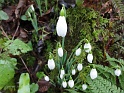 Our annual trip to Snowdrop valley