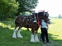 Singleton Heavy Horse Show May 2012
