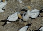 L1090814 : 2013 Holidays, Auckland, Birds, Holidays, Nature, New Zealand, Places, World Cruise 2013, gannet