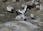 L1090883 : 2013 Holidays, Auckland, Birds, Coastline, Holidays, Mountians Rivers and waterways, Nature, New Zealand, Places, Seas and Oceans, World Cruise 2013, gannet, sea