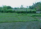 L1110827 : 2013 Holidays, Bali, Bungaya Village, Holidays, Indonesia, Nature, Places, Rice, World Cruise 2013
