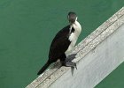 This chap was sitting nonchalently on the pier as we arrived in Paihia : 2013 Holidays, Bay_of_Islands, Birds, Coastline, Holidays, Mountians Rivers and waterways, Nature, New Zealand, Places, Seas and Oceans, World Cruise 2013, birds to be identified, sea