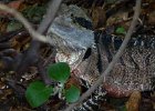 L1110442 : 2013 Holidays, Australia, Brisbane, Holidays, Nature, Places, Reptiles, Water Dragon, World Cruise 2013