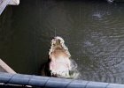 this crocodile is blind and at feeding time waits with his mouth open; he can still your arm off though! : 2013 Holidays, Animals, Australia, Darwin, Holidays, Nature, Places, World Cruise 2013, crocodile