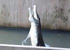 aparently they can jump upto 8 feet out of the water for their prey : 2013 Holidays, Animals, Australia, Darwin, Holidays, Nature, Places, World Cruise 2013, crocodile