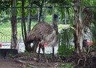 emu : 2013 Holidays, Australia, Birds, Darwin, Holidays, Nature, Places, World Cruise 2013, emu