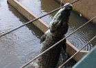 jumping for food : 2013 Holidays, Animals, Australia, Darwin, Holidays, Nature, Places, World Cruise 2013, crocodile