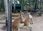 kangeroo : 2013 Holidays, Animals, Australia, Darwin, Holidays, Nature, Places, World Cruise 2013, kangeroo and wallaby, wallaby