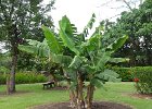 L1090392 : 2013 Holidays, Hawaii, Hilo, Holidays, Nature, Places, United States, World Cruise 2013, flowers