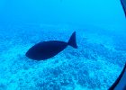 inquisitive : 2013 Holidays, Fish, Hawaii, Holidays, Kahului, Nature, Other, Places, United States, World Cruise 2013, fish to identify, underwater
