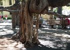 roots everywhere : 2013 Holidays, Hawaii, Holidays, Kahului, Nature, Places, Trees, United States, World Cruise 2013