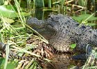 L1070786 : 2013 Holidays, Alligator, Everglades National Park, Holidays, Nature, Places, Reptiles, United States, World Cruise 2013