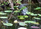 L1070793 : 2013 Holidays, Alligator, Everglades National Park, Holidays, Nature, Places, Reptiles, United States, World Cruise 2013