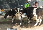 cows tethered outside a temple : 2013 Holidays, Holidays, India, Mumbai, Other, Places, Street scenes, World Cruise 2013