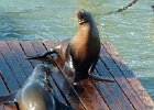 L1080665 : 2013 Holidays, Animals, Holidays, Nature, Pier 39, Places, San Francisco, Sea Lion, United States, World Cruise 2013