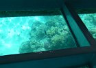 the highlight was our  trip on the glass bottom boat : 2013 Holidays, Egypt, Fish, Holidays, Nature, Places, Sharm El Sheikh, World Cruise 2013, fish to identify