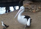 L1100858 : 2013 Holidays, Australia, Birds, Featherdale wildlife park, Holidays, Nature, Pelican, Places, Sydney, World Cruise 2013, Zoos