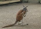 L1100904 : 2013 Holidays, Animals, Australia, Featherdale wildlife park, Holidays, Nature, Places, Sydney, World Cruise 2013, Zoos, kangeroo