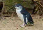 L1100922 : 2013 Holidays, Australia, Birds, Featherdale wildlife park, Holidays, Nature, Places, Sydney, World Cruise 2013, Zoos, penguin