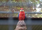 L1100934 : 2013 Holidays, Australia, Birds, Featherdale wildlife park, Holidays, Nature, Parrot & Parakeet, Places, Sydney, World Cruise 2013, Zoos